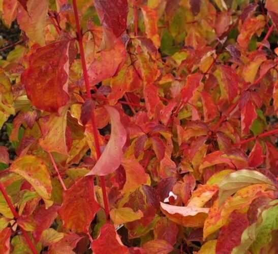 red and gold. red and gold.