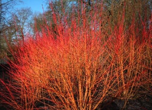 Cornus sanguinea midwinter fire red and orange fall leaves. Cornus sanguinea midwinter fire red and orange fall leaves.