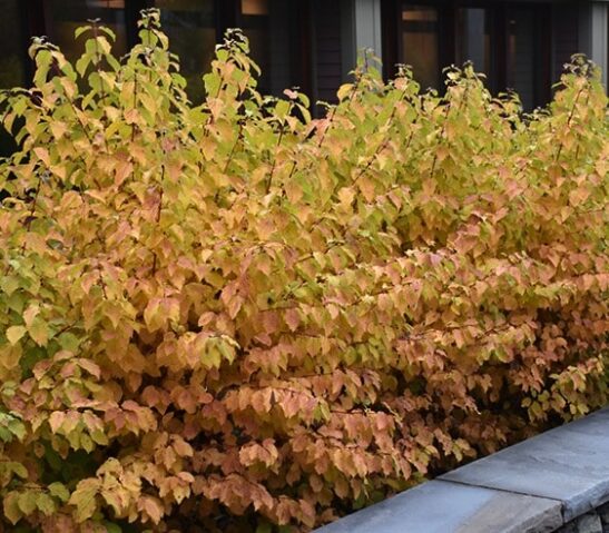 Leafless Cornus sanguinea midwinter fire shrubs Leafless Cornus sanguinea midwinter fire shrubs