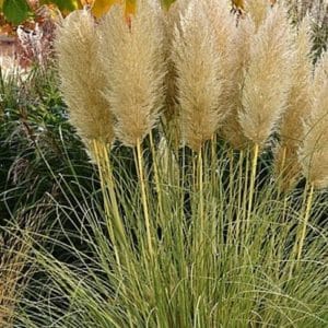 Dwarf variegated pampas grass with ivory plumes and upright habit