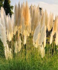Sun shining through the fluffy white plumes of Dwarf pampas grass.