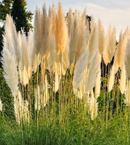 Sun shining through the fluffy white plumes of Dwarf pampas grass.