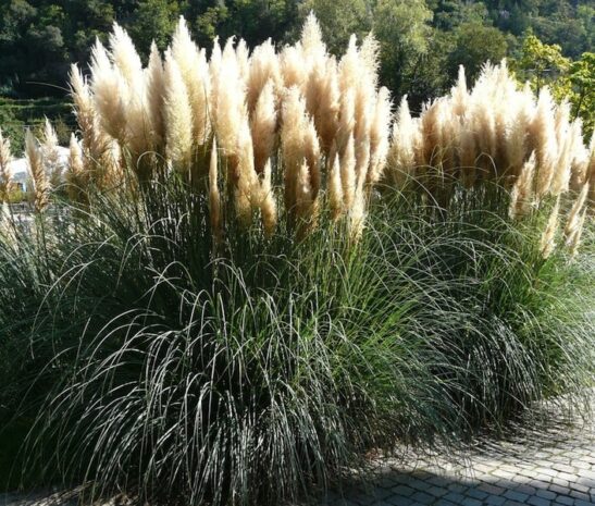 Swath of white plumed Dwarf pampas grass. Swath of white plumed Dwarf pampas grass.