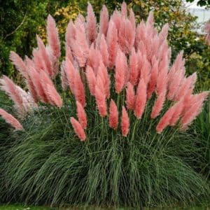 cortaderia selloana rosea pink pampas grass 300x300 - Order Plants Now