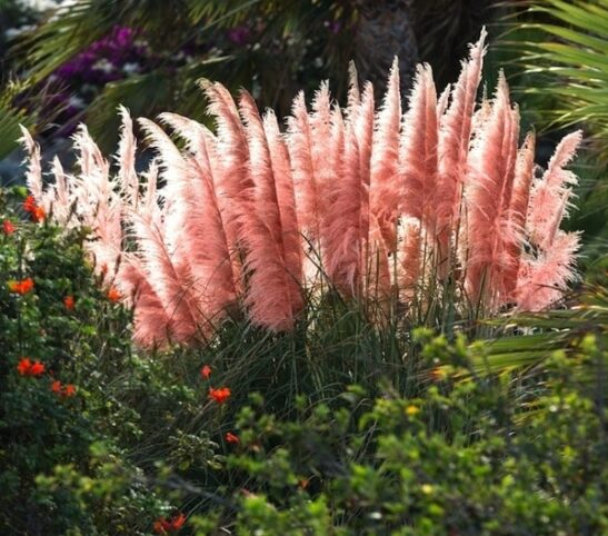 bright pink pampas grass in the garden. bright pink pampas grass in the garden.