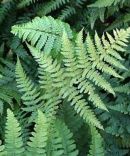 Leaves of the Dryopteris marginalis