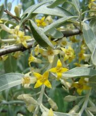 grey green leaves and small yellow flowers of wolf Willow.