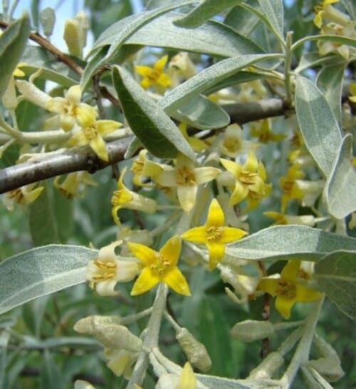 grey green leaves and small yellow flowers of wolf Willow.