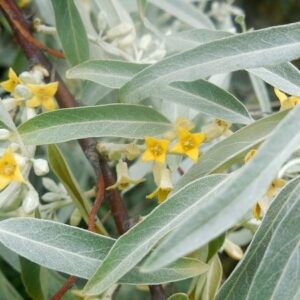 elaeagnus-commutata-wolf-willow-leaves