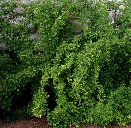 five-fingered palmate leaves of the eleutherococcus sieboldianus shrub. five-fingered palmate leaves of the eleutherococcus sieboldianus shrub.