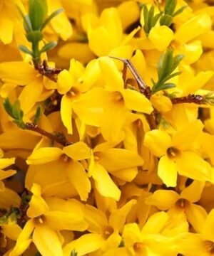 Brilliant yellow blooms of gold tide forsythia.