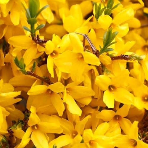 Brilliant yellow blooms of gold tide forsythia.