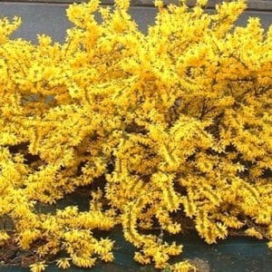 Low laying Gold tide forsythia dwarf shrubs covered in yellow flowers.
