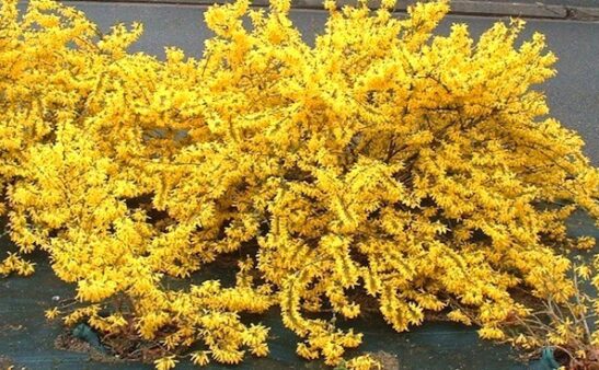 Low laying Gold tide forsythia dwarf shrubs covered in yellow flowers. Low laying Gold tide forsythia dwarf shrubs covered in yellow flowers.