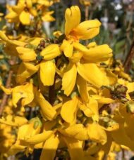 Magical gold bright yellow forsythia flowers.