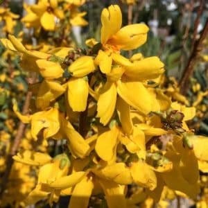 Magical gold bright yellow forsythia flowers.