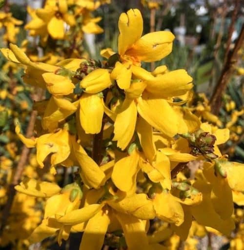 Magical gold bright yellow forsythia flowers.