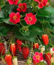 Pink strawberry blooms