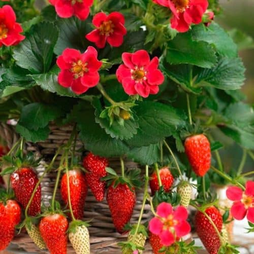 Pink strawberry blooms