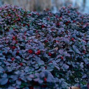 and red berries of Creeping Wintergreen ground cover.