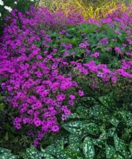 A swath of magenta Geranium Anne Thompson in the garden.