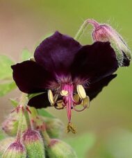 Geranium Phaeum Raven deeply lobed dark purple flower.