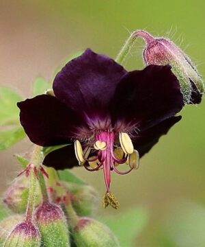 Geranium Phaeum Raven deeply lobed dark purple flower.