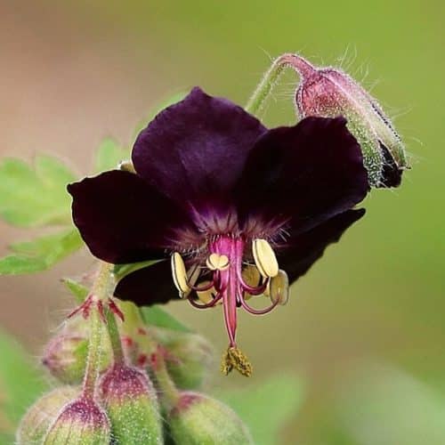 Geranium Phaeum Raven deeply lobed dark purple flower.