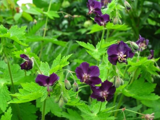 Geranium Phaeum Raven perennial in bloom. Geranium Phaeum Raven perennial in bloom.