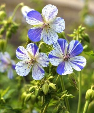 Geranium Delft Blue blooms