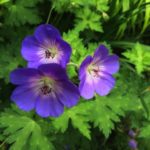 Violet cup-shaped flowers of Geranium Rozanne.
