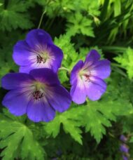 Violet cup-shaped flowers of Geranium Rozanne.