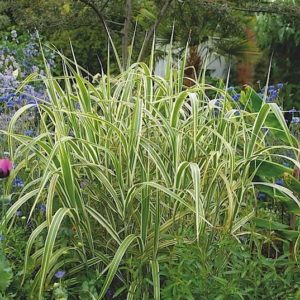 Variegated Reed Sweet Grass plant with stiff arching green and white varieagated leaves.