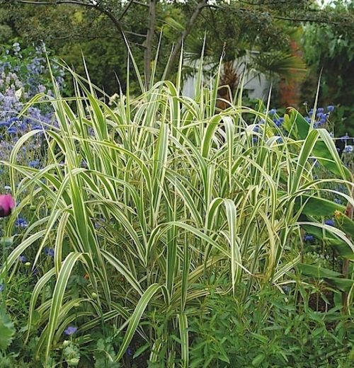 Variegated Reed Sweet Grass plant with stiff arching green and white varieagated leaves.