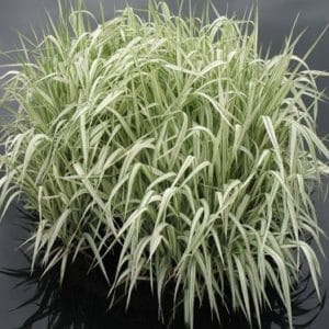 Mana Grass plant with arching habit.