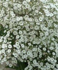 White blooms of Summer Sparkles Baby's Breath plant full of tiny