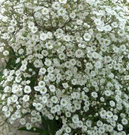 White blooms of Summer Sparkles Baby's Breath plant full of tiny