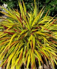 Sunflare Japanese Forest Grass plant with red-tinged blade leaves.