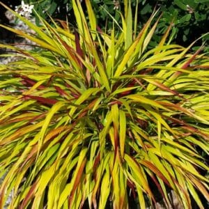 hakonechloa macra sunflare japanese forest grass 300x300 - Order Plants Now