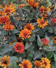 Orange and gold Bleeding Hearts False Sunflower blooms.