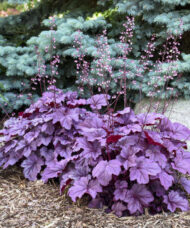 Tiny pink flowers on spikes rise above the large pinkish leaves.