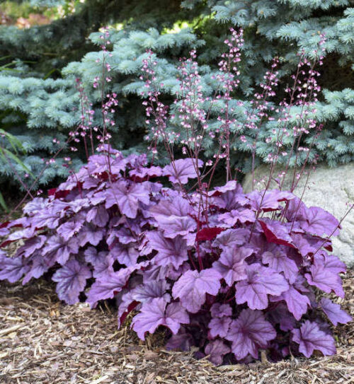 Tiny pink flowers on spikes rise above the large pinkish leaves.