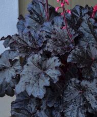 Deep purple black lobed leaves of Timeless Night Coral Bells.