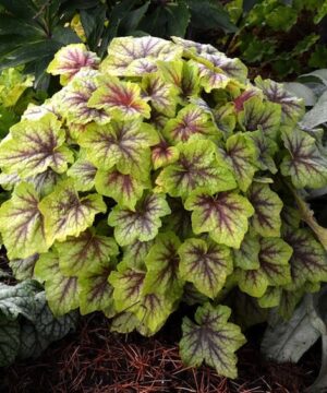Heucherella Catching Fire