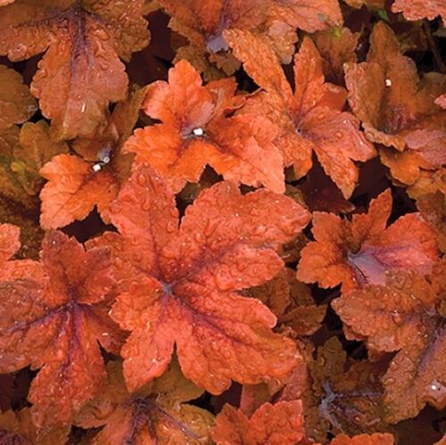 Heucherella Pumpkin Spice multi-hued orange leaves. Heucherella Pumpkin Spice multi-hued orange leaves.