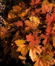 Heucherella Pumpkin Spice plant of multi-hued orange leaves.