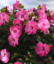 Large white blooms of Pink Rose Mallow