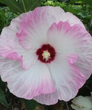 White Rose Mallow tri-colour white bloom edged with blush pink