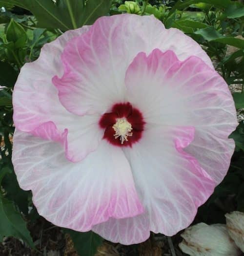 White Rose Mallow tri-colour white bloom edged with blush pink
