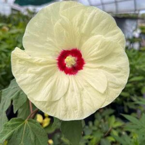 French vanilla yellow rose mallow bloom with red center.